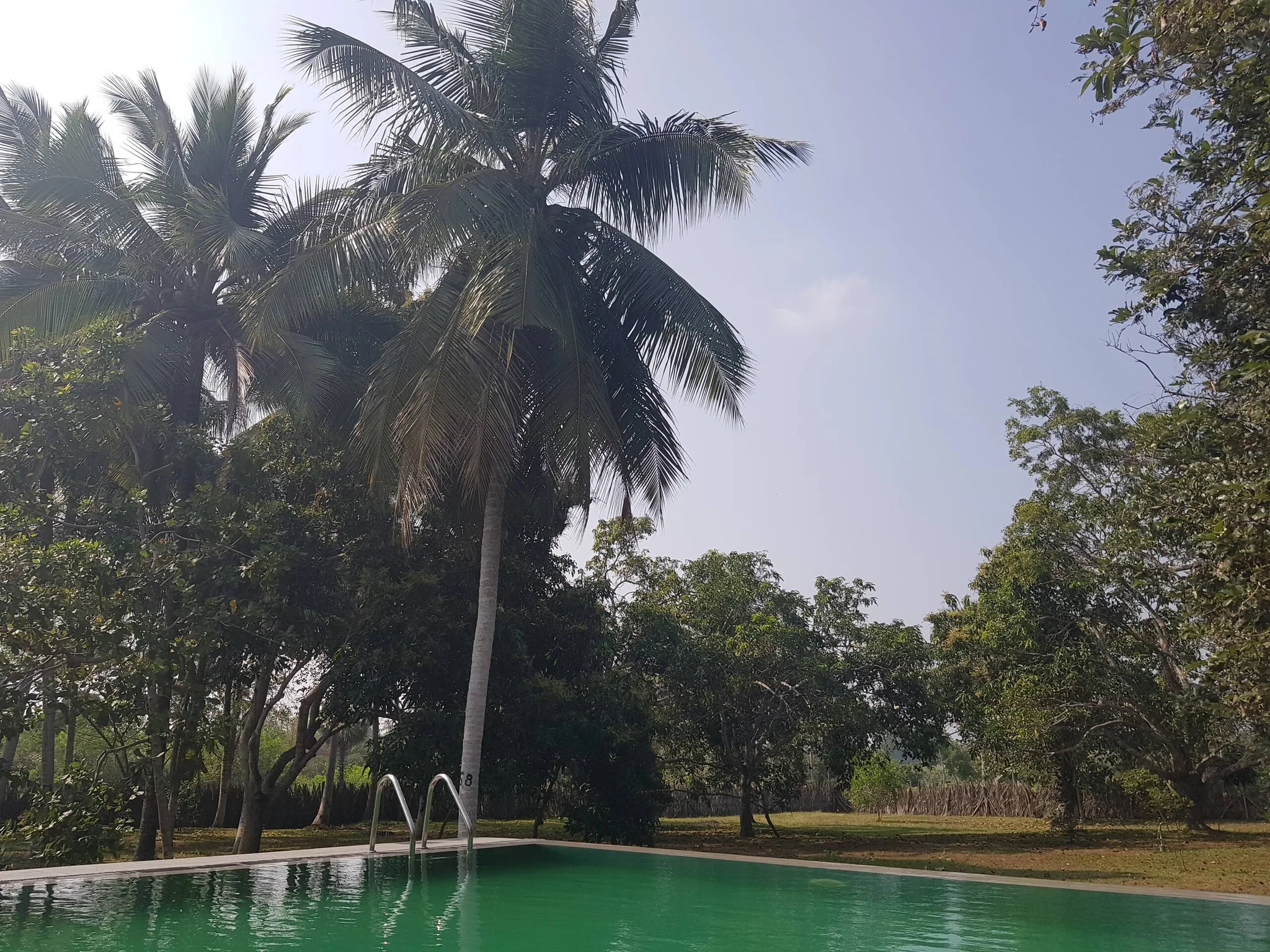 Existing pool edge beneath tall palms