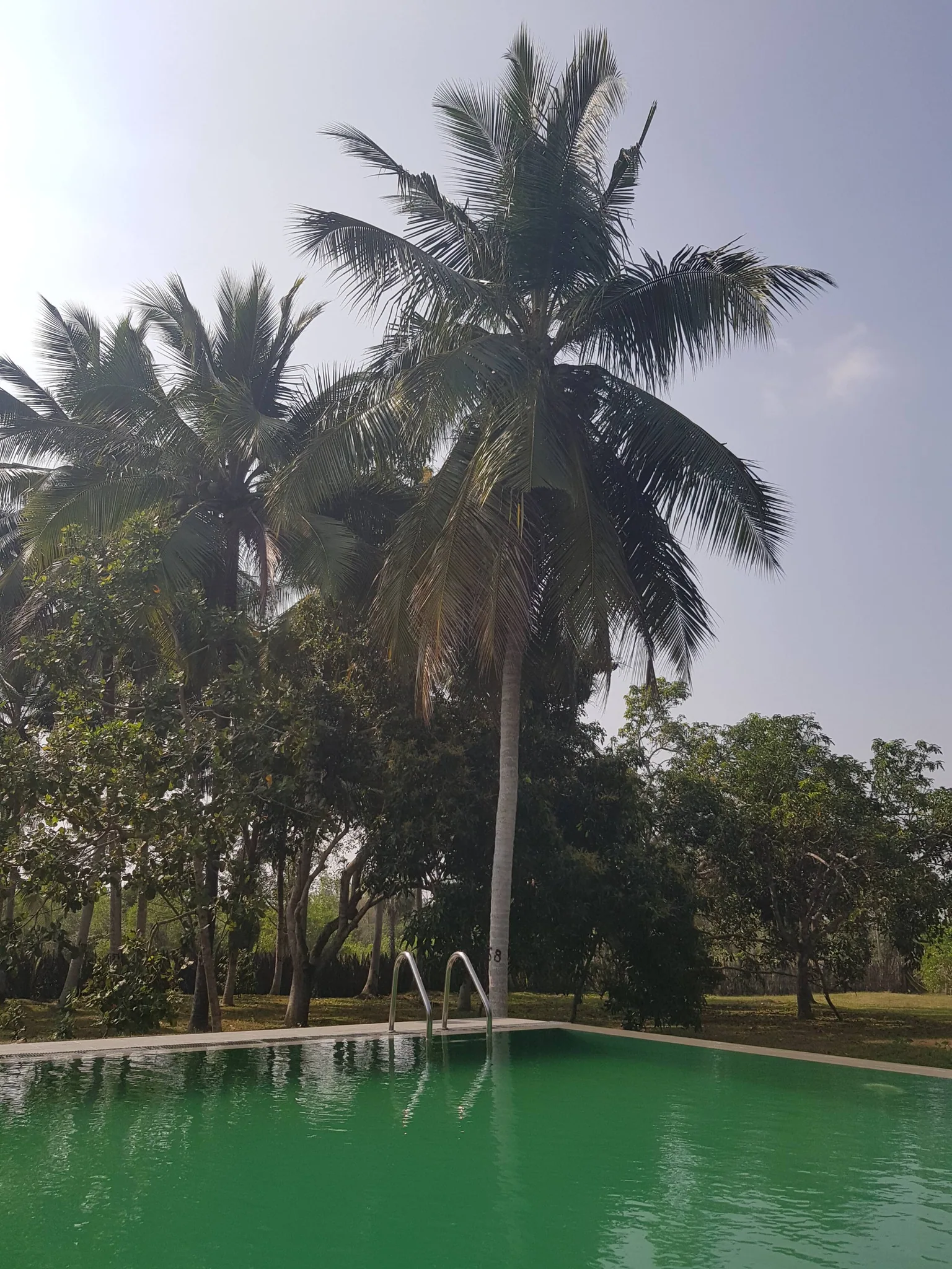 Photograph of the existing outdoor pool surrounded by palms