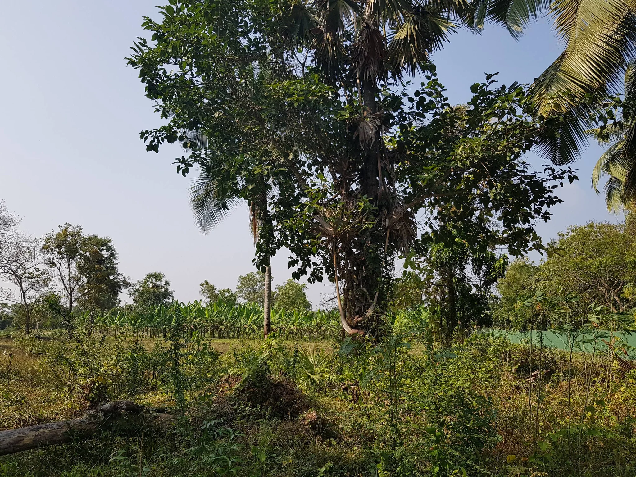 Natural tree and open grounds near the estate