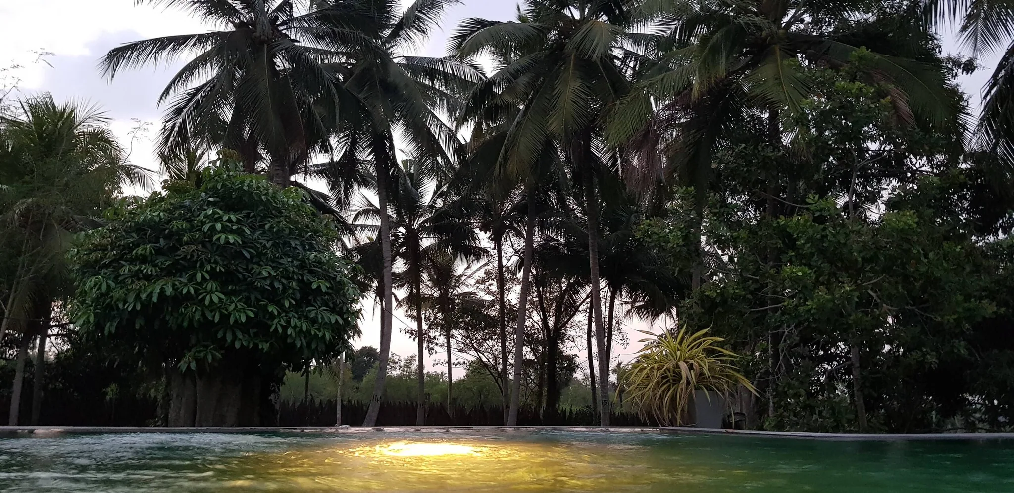 Palm trees reflected in the existing swimming pool