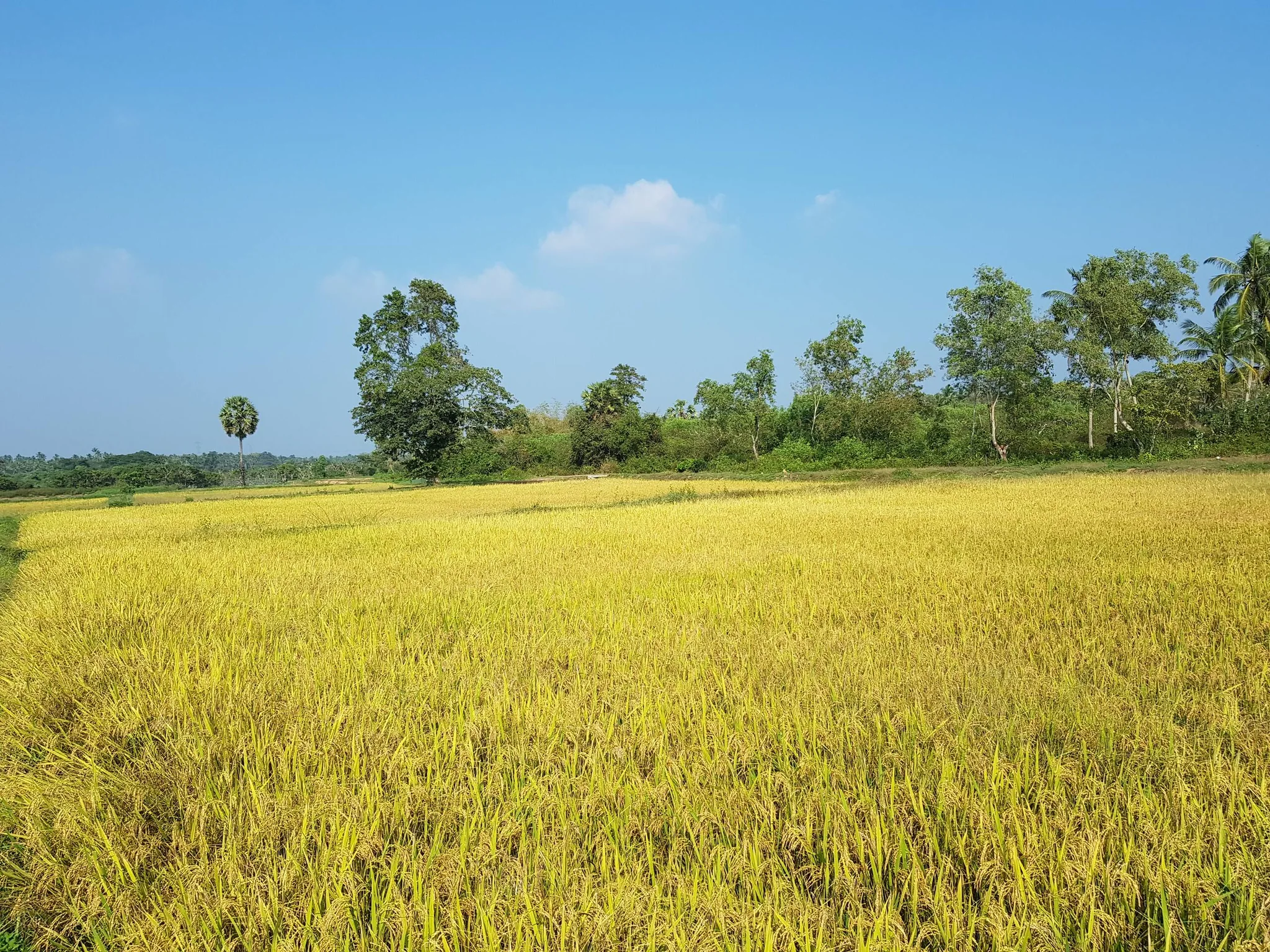 Green and golden fields in the countryside near the estate