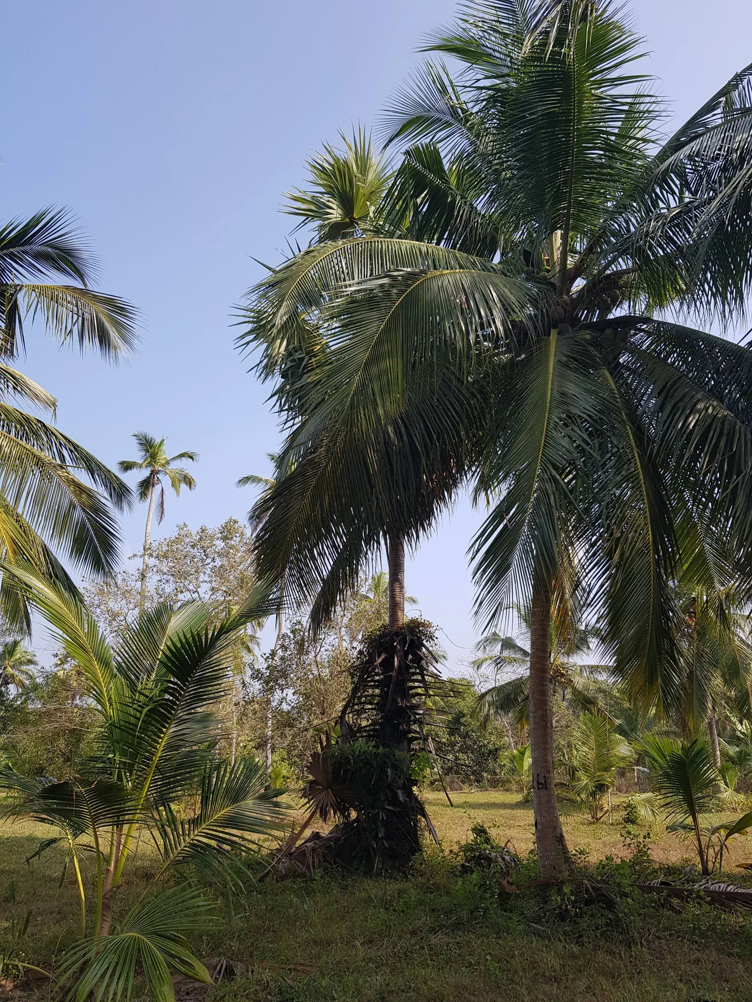 Coconut palms photographed on the estate